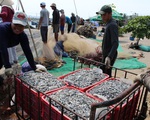 Ngư dân Quảng Ngãi được mùa cá cơm