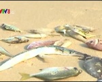 Xuất hiện tình trạng cá chết hàng loạt tại Đà Nẵng