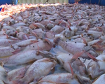 Cá chết hàng loạt trên sông Cổ Cò, Đà Nẵng