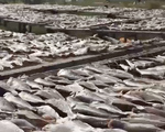 Hàng loạt cơ sở chế biến cá khô sử dụng chất cấm độc hại