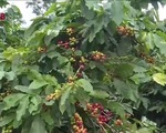 Người trồng cà phê Quảng Trị được mùa, được giá