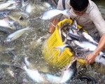 Giá cá tra tăng đột biến sau Tết