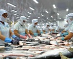 Xuất khẩu cá tra sang châu Âu và Mỹ giảm mạnh