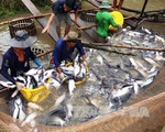 Sớm xây dựng hình ảnh và thương hiệu cá tra Việt Nam