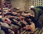 Ecuador bắt giữ tàu cá chở 300 tấn cá mập