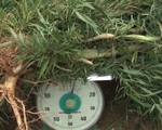 Phát hiện 25kg cần sa trồng trong nhà kính tại Đà Lạt