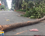 TP.HCM: Bị nhánh cây rơi trúng, nữ công nhân nguy kịch