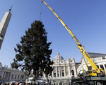 Cây thông mừng Giáng sinh ở Vatican cao 21m