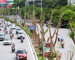 Hà Nội quyết tâm trồng mới 1 triệu cây xanh đến năm 2020