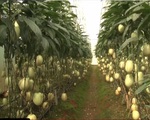 Lâm Đồng: Nhập khẩu hơn 90 cây giống nông nghiệp công nghệ cao