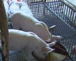 Trung Quốc chú trọng mô hình chăn nuôi lợn sạch