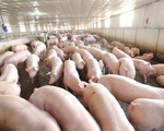 Liên kết chuỗi - Giải pháp hỗ trợ hiệu quả người nuôi khi giá lợn chạm đáy