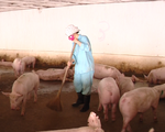 Mô hình chăn nuôi lợn theo chuỗi hướng đến xuất khẩu ở Bắc Ninh