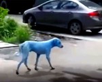 Những chú chó màu xanh gây xôn xao dư luận ở Ấn Độ