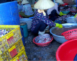 Đình chỉ 3 cơ sở sản xuất cá khô tại Bà Rịa - Vũng Tàu
