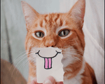 Loạt ảnh đáng yêu của các chú mèo khiến bạn không thể ngừng cười