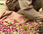 Đắk Lắk giảm diện tích cà phê trồng ngoài quy hoạch