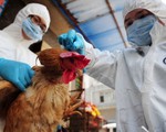 WHO: Virus cúm H7N9 tiến hóa, gây bệnh nặng hơn cho gia cầm