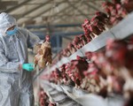 Trung Quốc tăng cường đối phó với dịch cúm A/H7N9