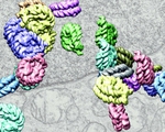 Lần đầu tiên tái dựng hình ảnh 3D của ADN