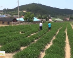 Trải nghiệm du lịch trang trại ở Hàn Quốc
