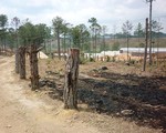 Gia tăng tình trạng “bức tử” rừng thông ở Đà Lạt