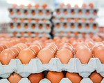 Châu Âu điều tra vụ trứng nhiễm thuốc trừ sâu
