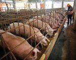 Sau lũ, giá lợn miền Bắc giảm thấp