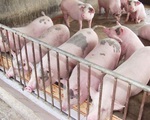 Giá lợn hơi tại Đồng Nai tăng 4.000 đồng/kg