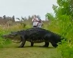 Video cá sấu khổng lồ nhởn nhơ đi dạo gây “bão” MXH