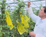 Hà Lan phát triển giống khoai tây kháng bệnh