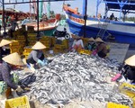 Sản lượng vụ cá Nam có thể giảm do El Nino