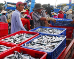 Hải sản Việt Nam có nguy cơ bị loại khỏi EU