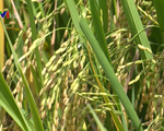 Liên kết sản xuất, tiêu thụ hạt giống lúa xác nhận