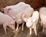Việt Nam sẽ hết thừa lợn từ 2018