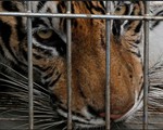 Nguy hiểm hình ảnh các nhân viên sở thú bắt hổ xổng chuồng