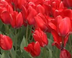 Rực rỡ lễ hội hoa tulip tại bang Washington (Mỹ)