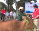 Hỗ trợ bò cho các gia đình bị thiệt hại do mưa lũ tại Hà Tĩnh