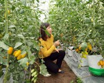 Thơm ngọt cà chua trái cây tại trang trại Happy Farm, Lâm Đồng