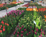 Mê mẩn sắc hoa tulip tại Hà Lan