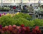 Ngành kinh doanh hoa tại Colombia bận rộn trước ngày Valentine