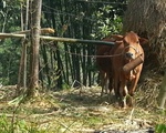 Quảng Trị ngăn chặn dịch lở mồm long móng ở Lao Bảo
