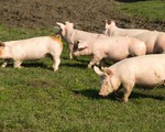 Canada vượt Mỹ về xuất khẩu thịt lợn sang Trung Quốc