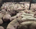 Đề xuất tiêu hủy gần 4.000 con lợn bị tiêm thuốc an thần