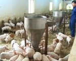Giá lợn giống giảm còn 100.000 đồng/con