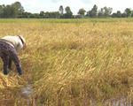 An Giang: Người dân thu hoạch lúa chạy lũ