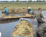 Xúc động hình ảnh bộ đội cùng nông dân Long An gặt lúa chạy lũ