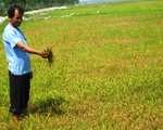 Quảng Bình: Hơn 1.000ha lúa nhiễm rầy lưng trắng