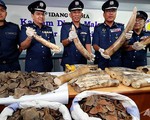 Malaysia thu giữ lượng lớn ngà voi, vảy tê tê
