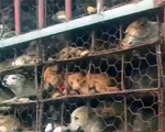 Trung Quốc: Giải cứu hơn 1.000 chó, mèo từ lễ hội thịt chó Ngọc Lâm
